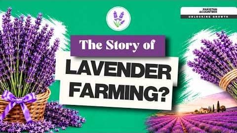 Lavender farming documentary explainer video